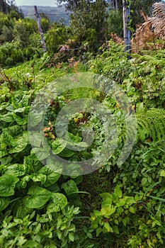 Green tree plants in the mountains with lush greenery and foliage. Closeup landscape view of biodiverse nature scenery