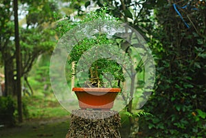 Green tree at the pot stock image