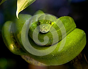 Green tree python 1