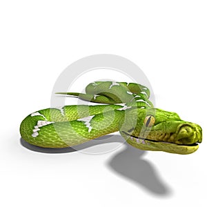 Green tree python