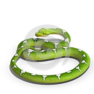 Green tree python photo