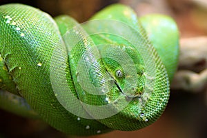 Green Tree Python