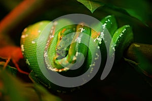 Green Tree Python