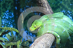 Green tree python