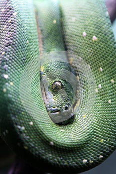 Green Tree Python