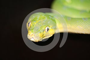 Green Tree Python