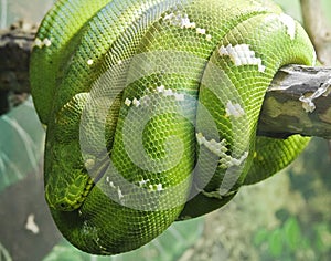 Green Tree Python