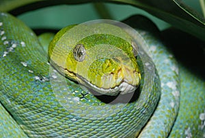 Green tree python