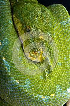 Green tree python