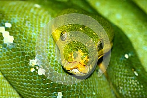 Green tree python