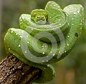 Green tree python 3