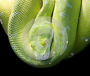 Green Tree Python