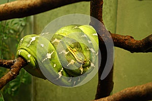 Green Tree Python