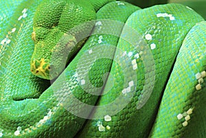 Green Tree Python