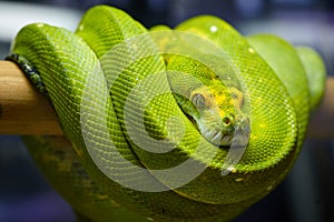 Green Tree Python