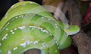 Green Tree Python