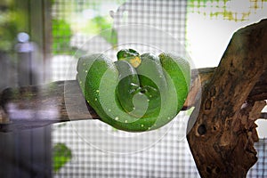 Green tree python