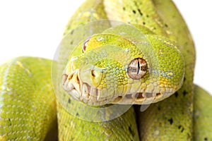 Green Tree Python