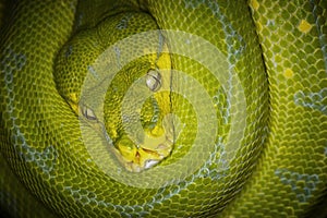 Green Tree Python