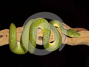 Green Tree Python 8