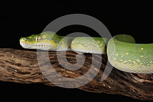 Green tree python against black background