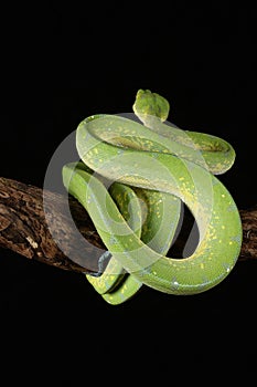 Green tree python against black background