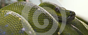 Green tree python banner
