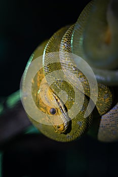 Green tree python on branch of tree
