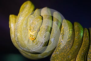 Green tree python on branch of tree