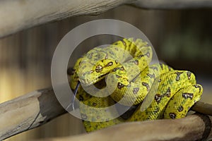 Biak Green Tree Python on a Branch