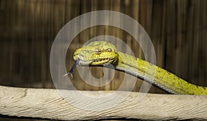 Biak Green Tree Python on a Branch