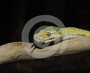 Biak Green Tree Python on a Branch