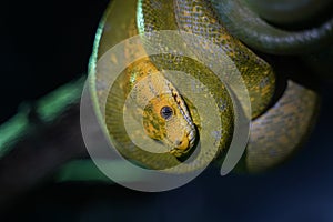 Green tree python on branch of tree