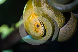 Green tree python on branch of tree