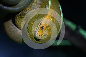 Green tree python on branch of tree