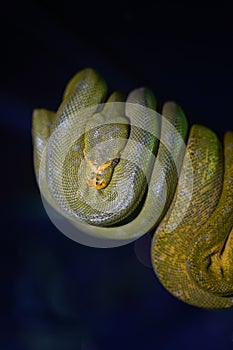 Green tree python on branch of tree