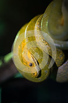 Green tree python on branch of tree