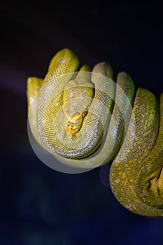 Green tree python on branch of tree