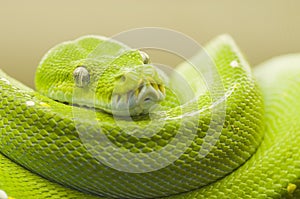 Green tree python bright