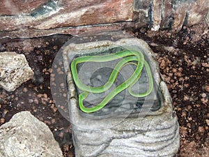 Green tree python (Chondropython viridis) snake