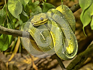 Green Tree Python, Chondropython viridis in a typical position, twisted on a branch