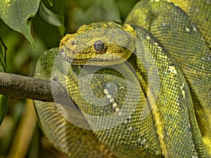 Green Tree Python, Chondropython viridis in a typical position, twisted on a branch
