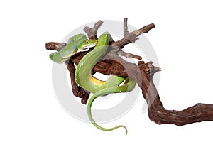 Green tree python, chondros isolated on white