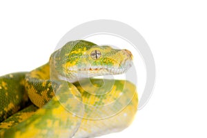 Green tree python, chondros isolated on white