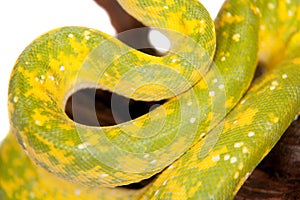 Green tree python, chondros isolated on white