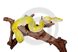 Green tree python, chondros isolated on white