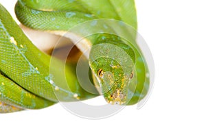 Green tree python, chondros isolated on white