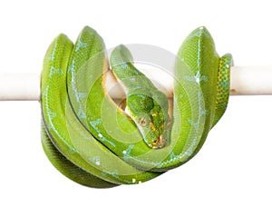 Green tree python, chondros isolated on white