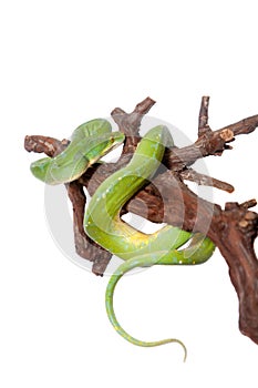 Green tree python, chondros isolated on white