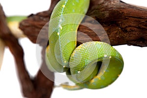 Green tree python, chondros isolated on white